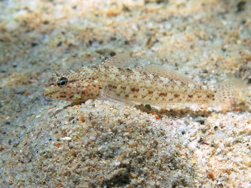 Gobius incognitus (M. Kovacic and R. anda, 2016) vs. Gobius bucchichi (Steindachner,1870)